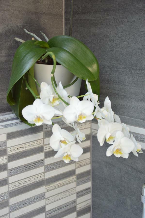 Il Nido Dei Sogni Sanzeno Apartment ภายนอก รูปภาพ